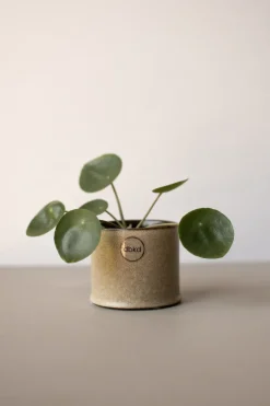 DBKD Astillbe flower pot small Ø7 cm, Beige Sale