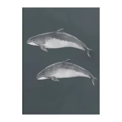 Kunskapstavlan® Baltic porpoise poster, 50x70 cm Multi Discount