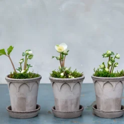 Bergs Potter Elizabeth flower pot Ø12 cm, Grey Best