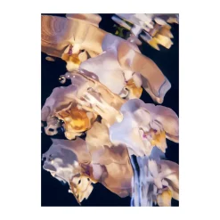 Paper Collective Flora Aquatica 01 poster, 70x100 cm Multi Discount