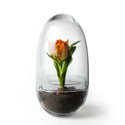 Design House Stockholm Grow greenhouse, Medium Ø11 cm Transparent Best