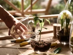 Design House Stockholm Grow greenhouse, small Ø8 cm Transparent Clearance