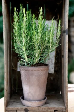 Bergs Potter Helena flower pot high Ø14 cm, Grey Clearance
