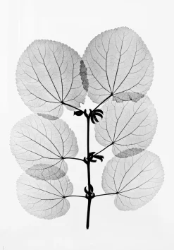 Fine Little Day Katsura poster, 70x100 cm BlackWhite Best