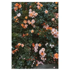 Fine Little Day Rose poster, 70x100 cm Multi Online