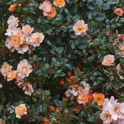 Fine Little Day Rose poster, 70x100 cm Multi Online