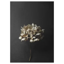 Paper Collective Sto Life 04 Hydrangea poster, 30x40 cm Gold-colouredBlack Best