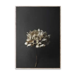 Paper Collective Sto Life 04 Hydrangea poster, 30x40 cm Gold-colouredBlack Best