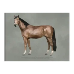 Kunskapstavlan® The anatomy of the horse poster, 30x40 cm Multi Best