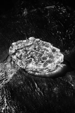 Iittala Wirkkala Ice platter art piece Ø13,5 cm, Clear Transparent Discount
